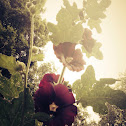 Hollyhock