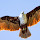 Biodiversity of Sri Lanka