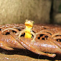 Bosca's newt,Tritão de ventre laranja