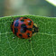 Multicolored Asian Lady Beetle