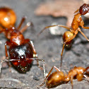 Carpenter Ant