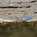 Spotted Garden Slug