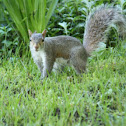 Gray Squirrel