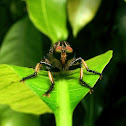robber fly