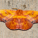 Tip Hawk Moth