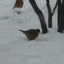 American Robin