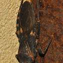 Assassin Bug