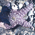Leather Sea Star