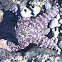 Leather Sea Star