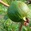 Guava