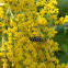 Locust Borer