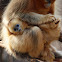 Golden Snub-nosed Monkey infant and juveniles
