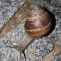 Garden Snail