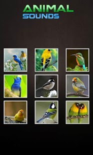 How to install Animal Sounds Prank 1.2 apk for laptop