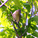 Warbling Vireo