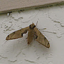 Streaked Sphinx Moth
