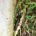 Metallic Skink
