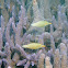 Beaked Leatherjacket