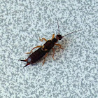 Earwig