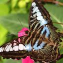 Blue Clipper