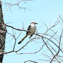 Scissor-tailed Flycatcher