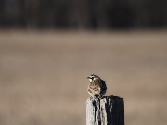 Spotting Image 1