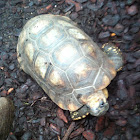 Aldabra giant tortoise