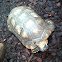 Aldabra giant tortoise