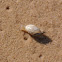 Freshwater snail