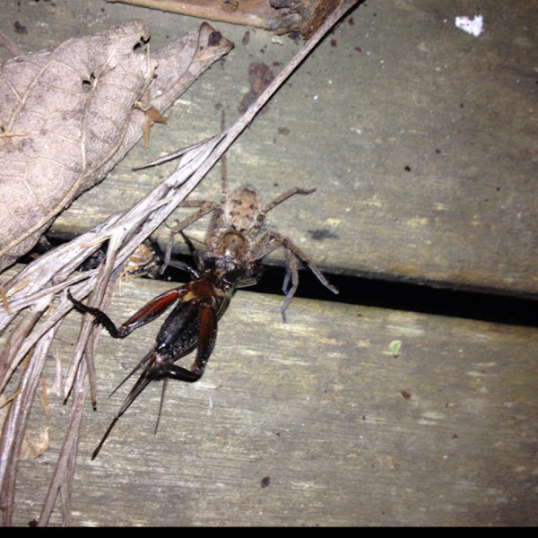 Spider eating cricket Project Noah
