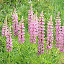 Lupines