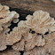 Schizophyllum commune