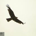 Yellow-billed Kite