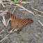 Daggerwing Butterfly