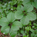 Virginia Creeper