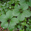 Virginia Creeper