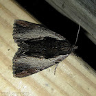 Ultronia Underwing Moth