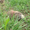 Nutria