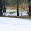 White Tailed Deer