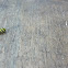southern corn rootworm beetle