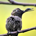 Anna's Hummingbird