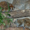 Pygmy Slow Loris