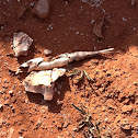 Gar skeleton