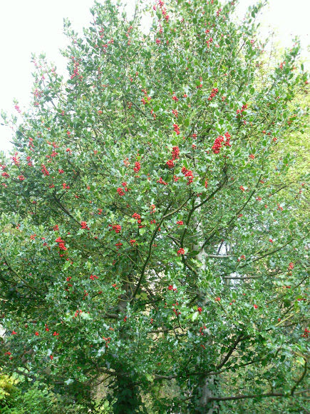 Spotting Image 1