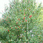 Holly