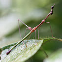 Jumping-stick grasshopper