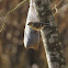 American Goldfinch