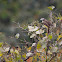 Social Flycatcher