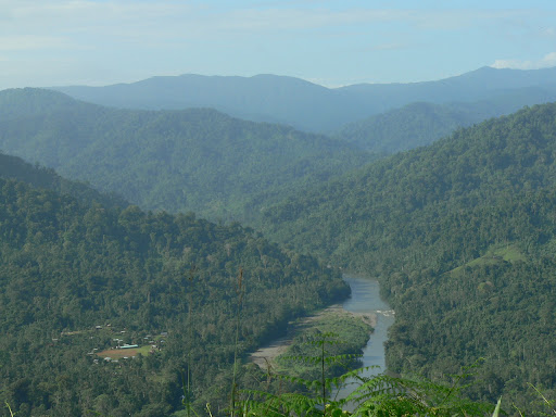 Bosques del Valle del Rio Changuinola a la altura del proyecto Chan 75