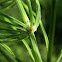 Common Horsetail